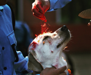 Why do Nepal Love and Cherish Dogs on their Festive Season