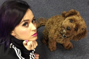 TOP  TEN CELEBRITIES WHO CAN’T HIDE THEIR LOVE FOR DOGS